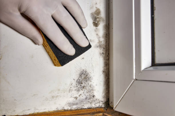 Best Biohazard Mold Removal  in Roseville, MN