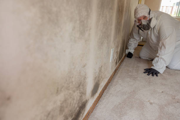 Best Mold Odor Removal Services  in Roseville, MN